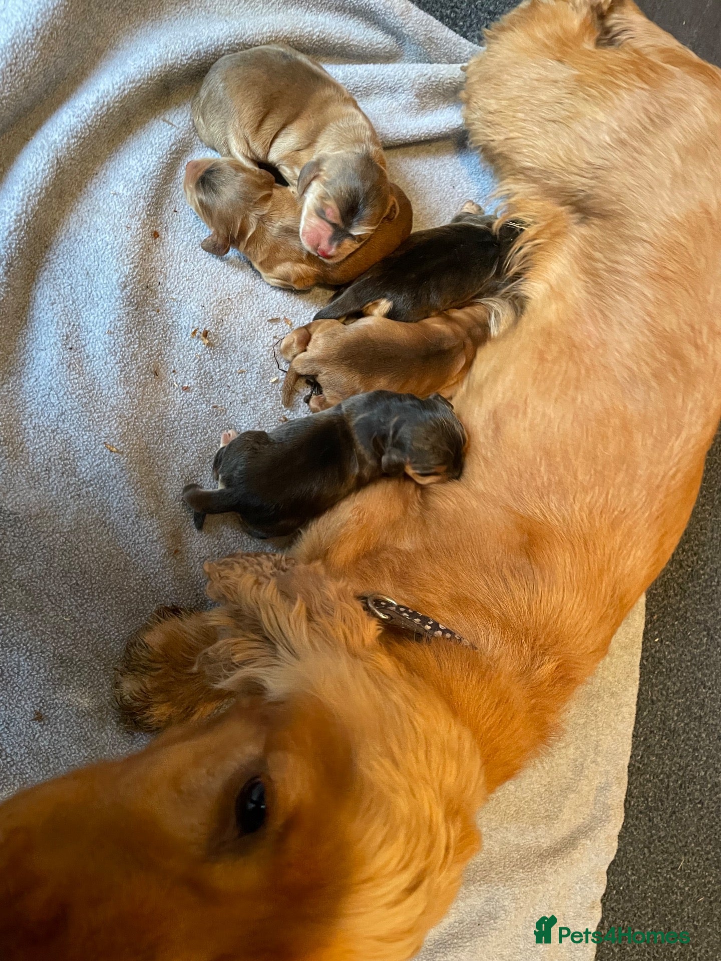 Cocker Spaniel dogs ⭐️Adorable Show Cocker Spaniel Puppies⭐️ - Advert 1