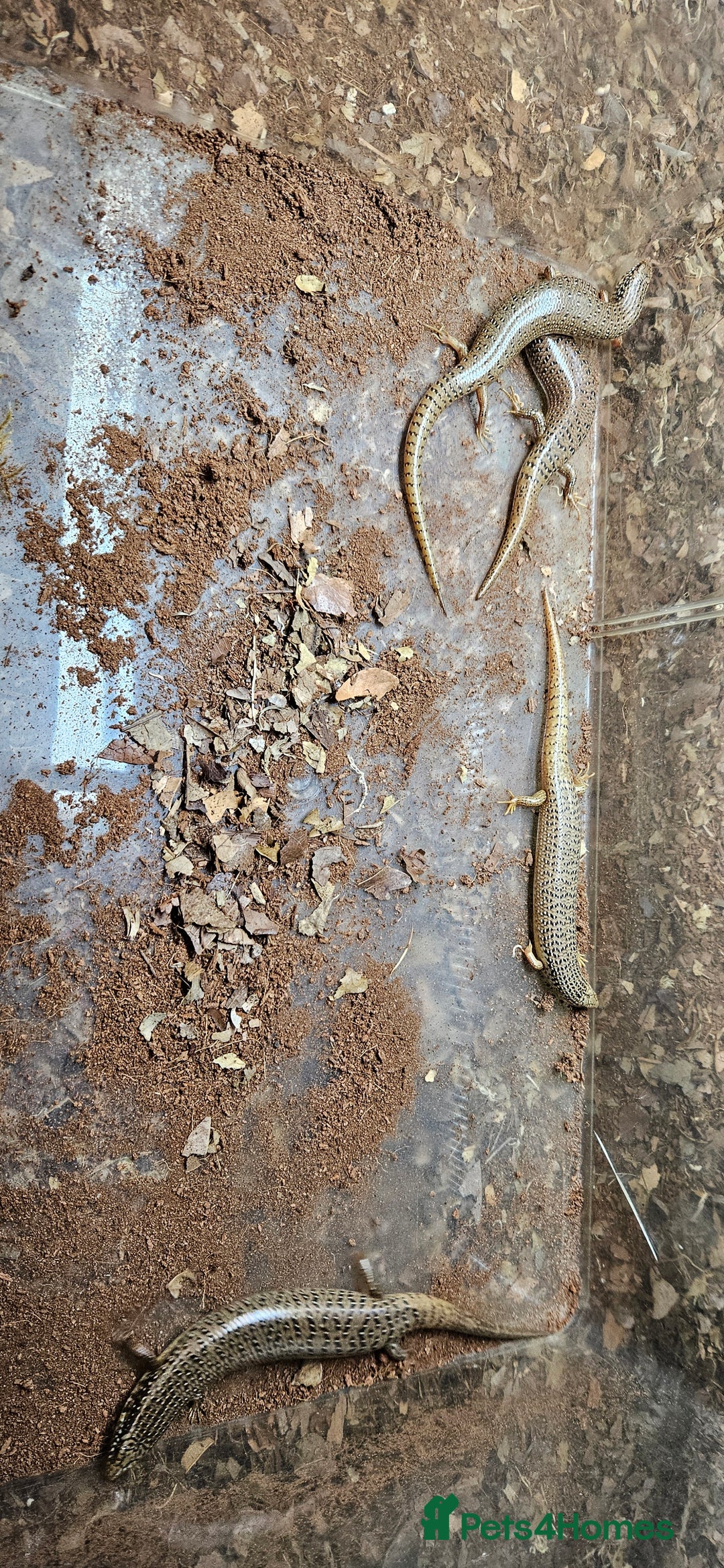 Skink reptiles for sale: X4 ocellated skinks and set up - Advert 9