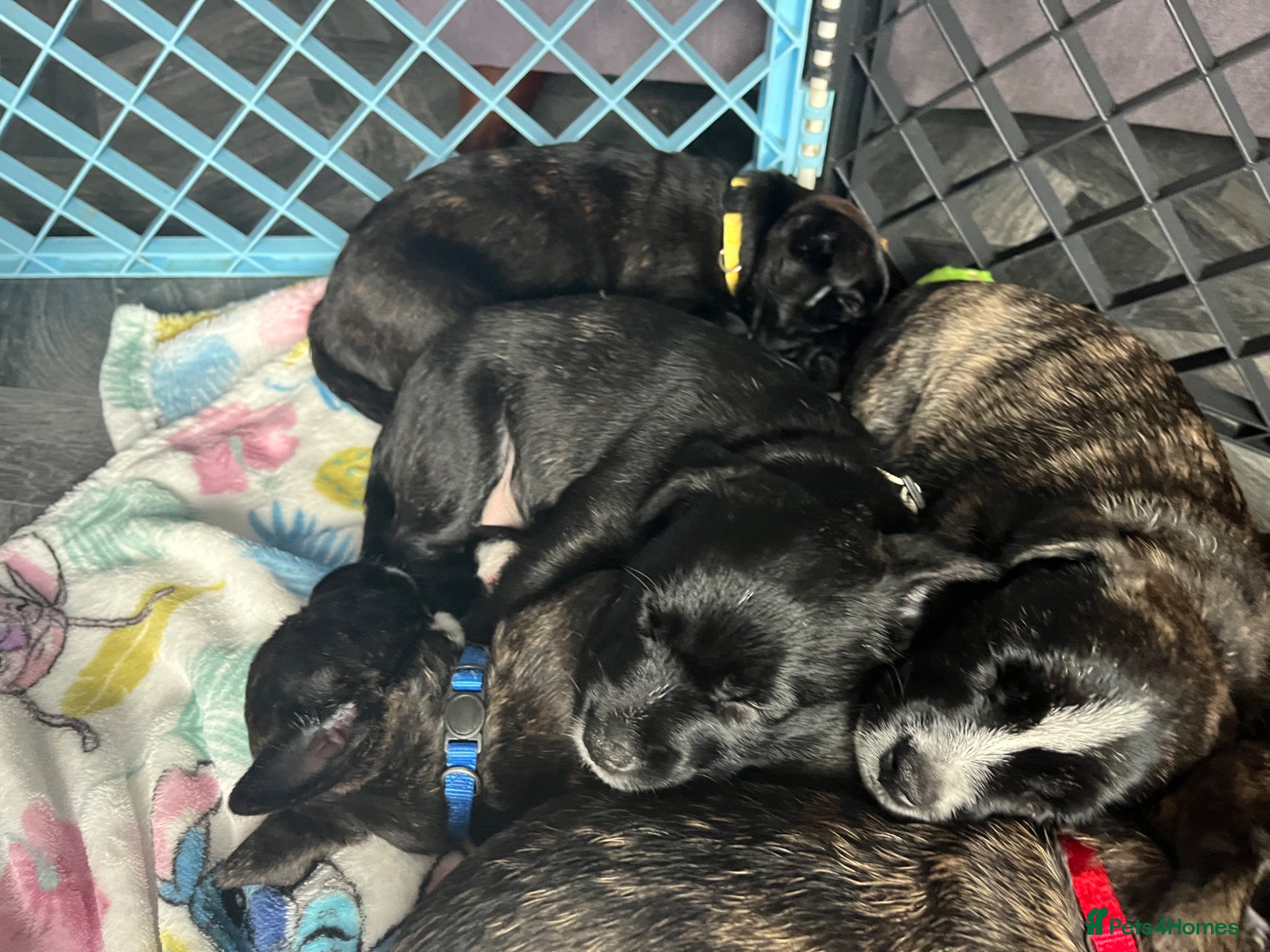 Jack Russell dogs Ready now..Jack Russellx highland terrier puppies - Advert 8