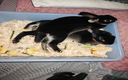 Rex rabbits for sale: Black Otter Mini Rex Buck in Droitwich - Image 28