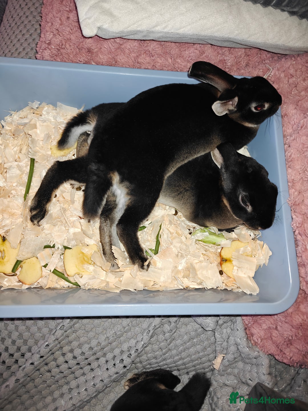 Rex rabbits for sale: Black Otter Mini Rex Buck in Droitwich - Image 28