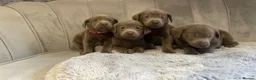 Labrador Retriever dogs for sale: Stunning silver Labradors ready now  - Advert 7
