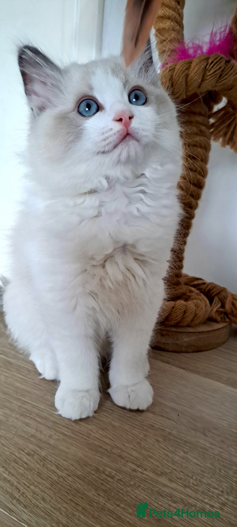 Ragdoll cats GCCF registered Ragdoll kittens 🐈 - Advert 2