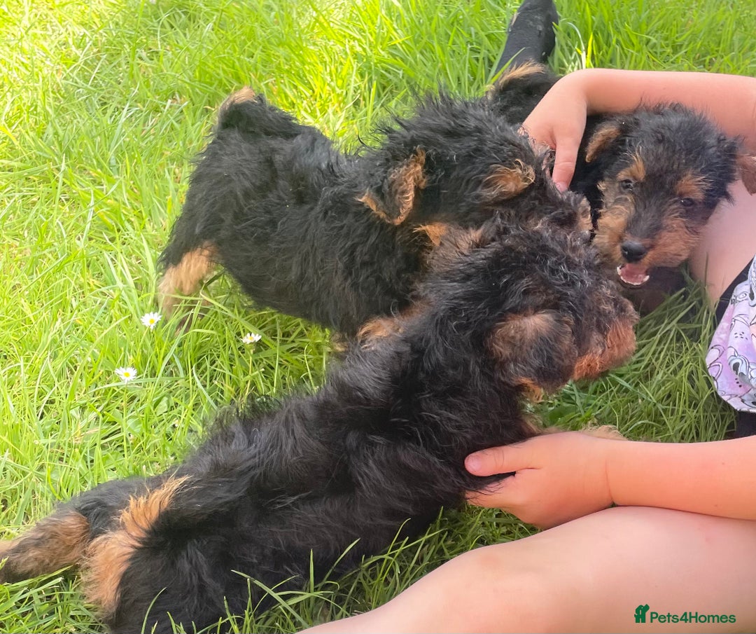 Welsh Terrier dogs for sale: Welsh terrier puppies - Image 3