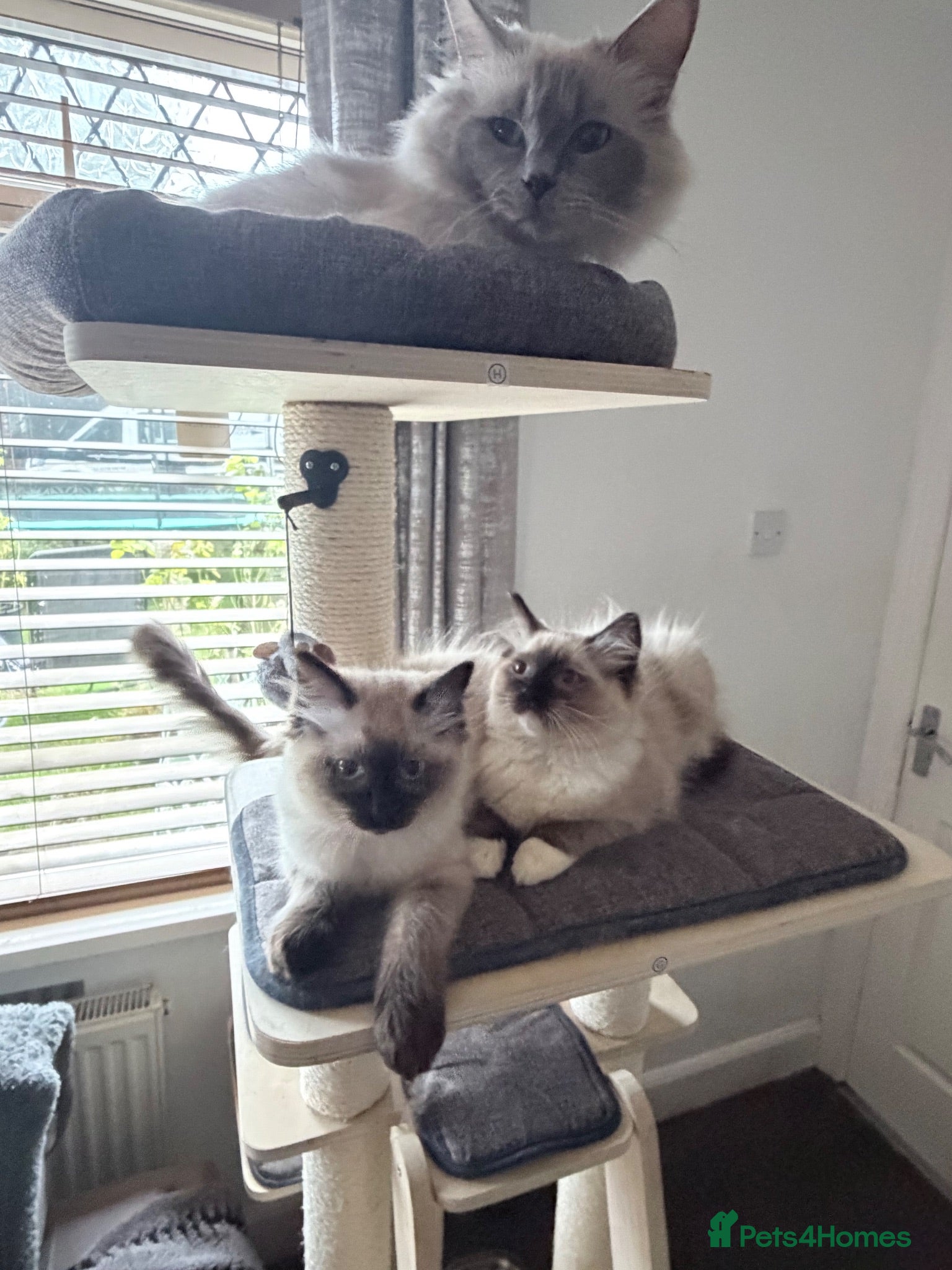 Ragdoll cats Ragdoll boy ready to find his family  - Advert 6