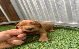 Mini Goldendoodle dogs for sale: Mini GoldenDoodle Puppies - Image 16