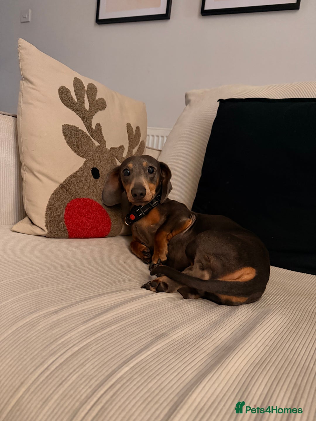 Miniature Dachshund dogs for sale: 2.5 years old miniature dachshund. Blue  - Advert 3