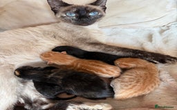Mixed Breed cats for sale: Kittens for sale - Image 10