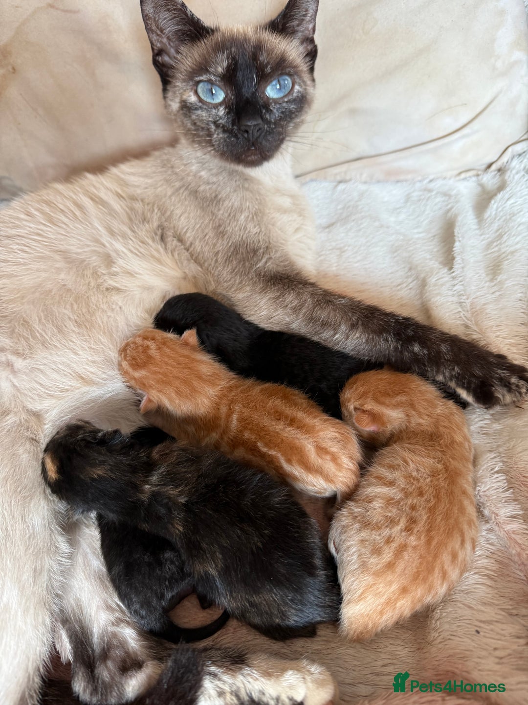 Mixed Breed cats for sale: Kittens for sale - Image 10