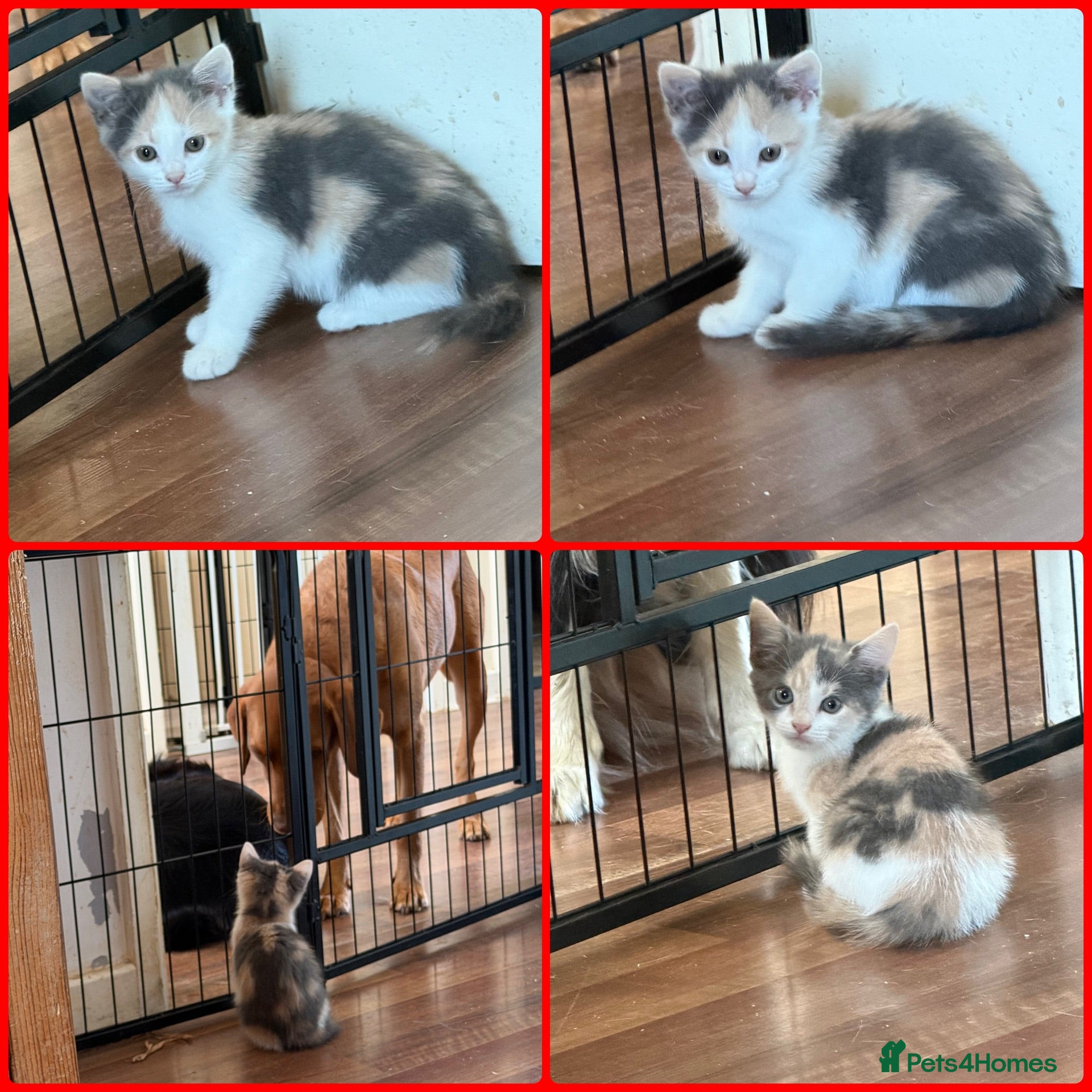 Mixed Breed cats 2 girl left kittens ready for new homes.  - Advert 6