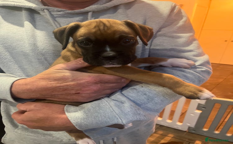 Boxer dogs - Advert 2