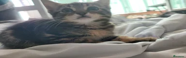 Kitten 3 GIRL