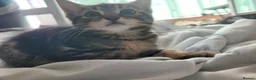 Mixed Breed cats for sale: 7 adorable kittens ready for a new home - Advert 22