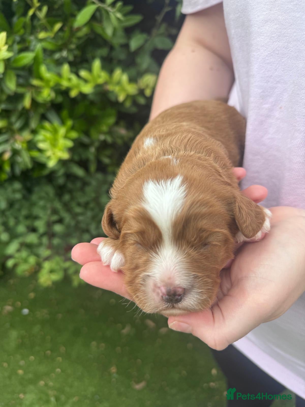 Cavapoo dogs Cavapoo puppies,health tested parents 5* licensed  - Advert 1