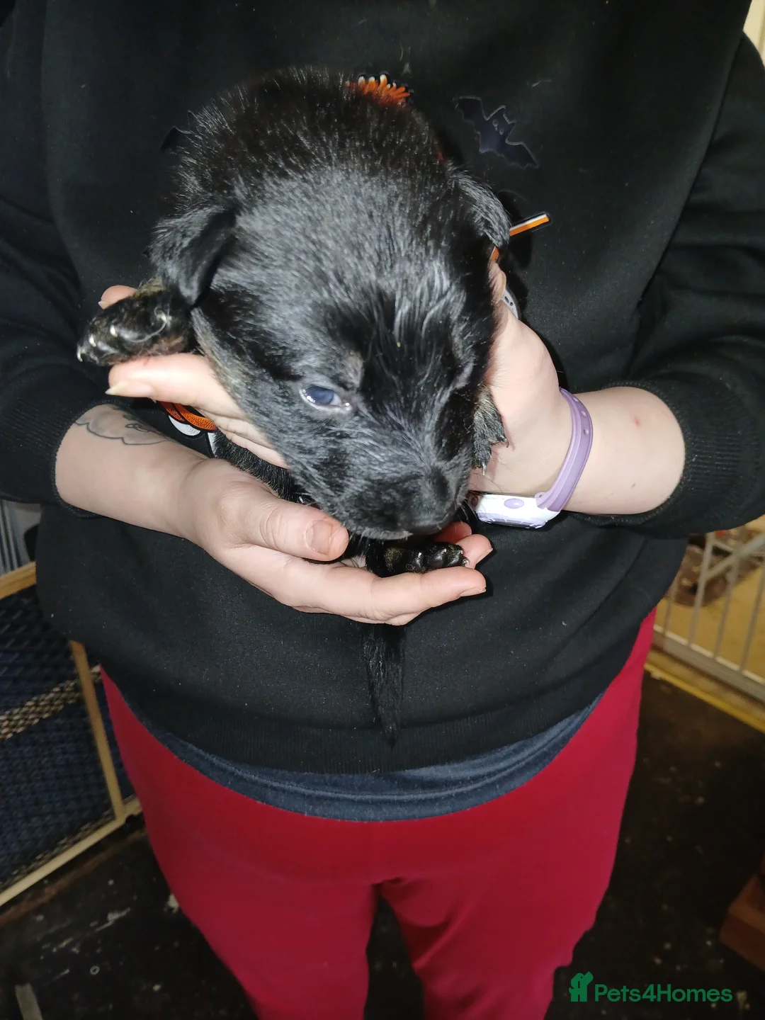 German Shepherd dogs for sale: German shepards puppies - Advert 21