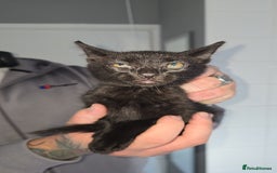 Mixed Breed cats for sale: 8 Kittens looking for their forever homes! - Image 3