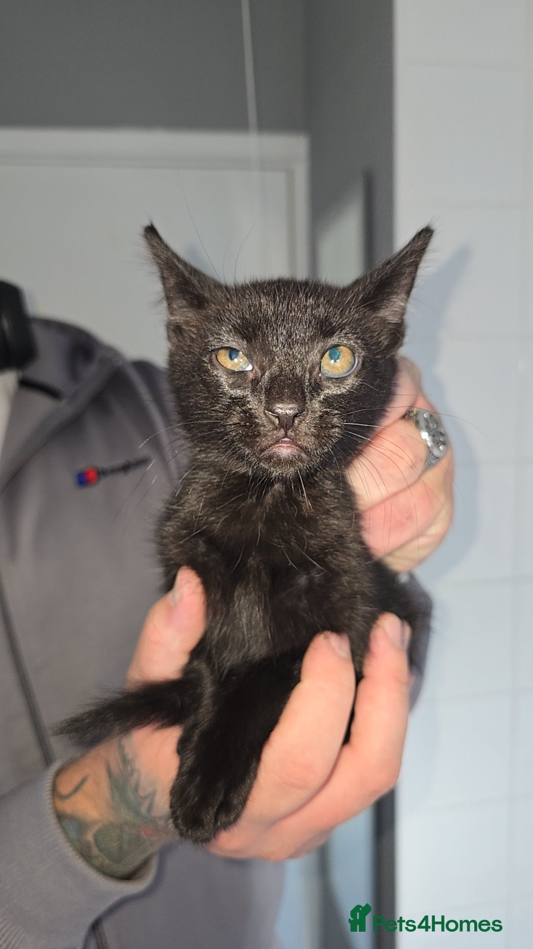 Mixed Breed cats for sale: 8 Kittens looking for their forever homes! - Image 3