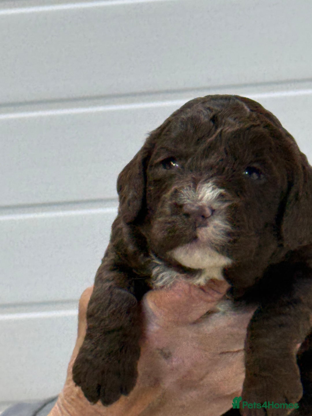 Cockapoo dogs for sale: Stunning F1B Cockapoos  - Advert 8