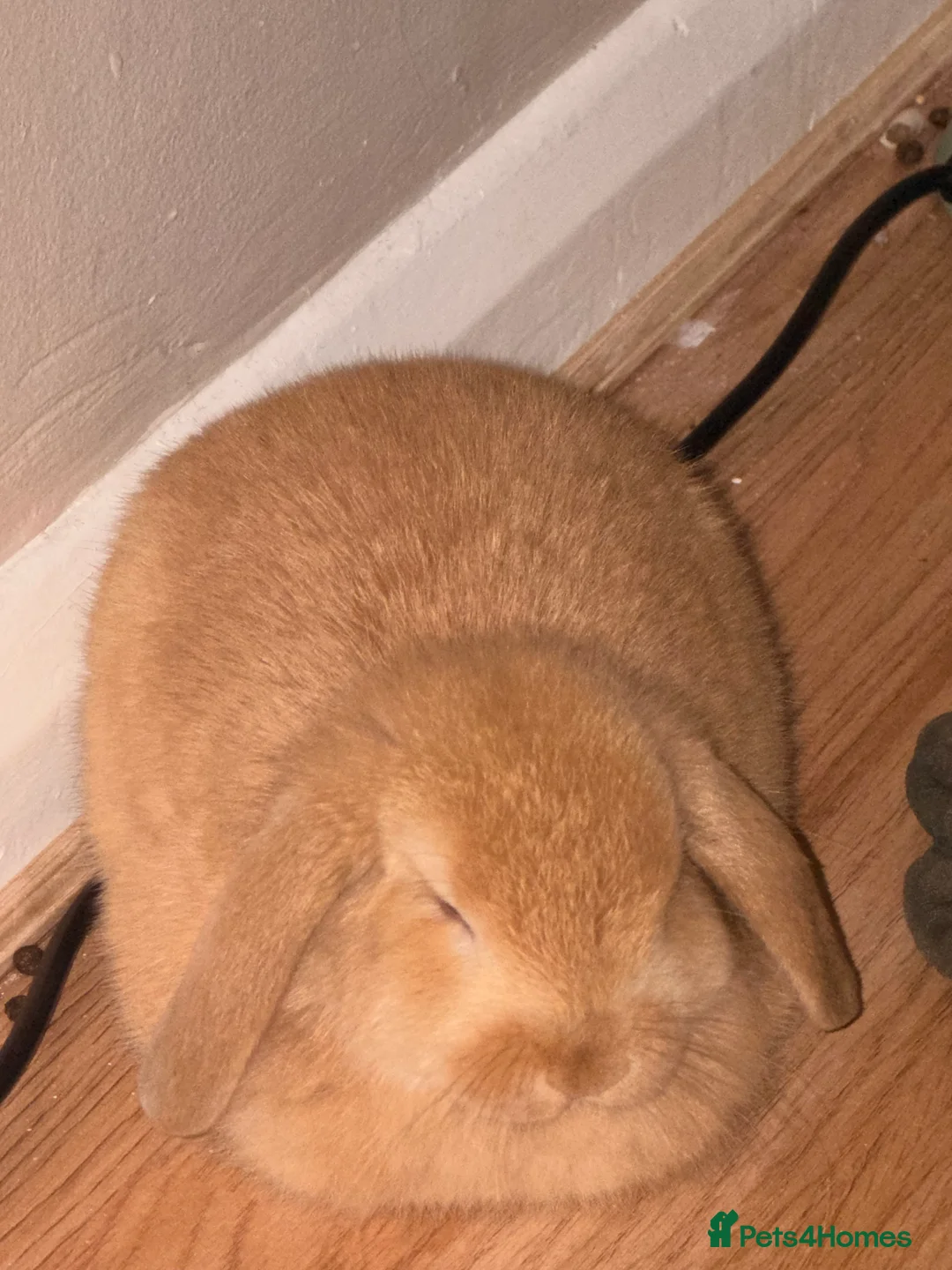 Mini Lop rabbits for sale: Two beautiful mini lop bunnies - Advert 4