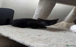 British Shorthair cats for sale: 4 beautiful kittens  - Image 3