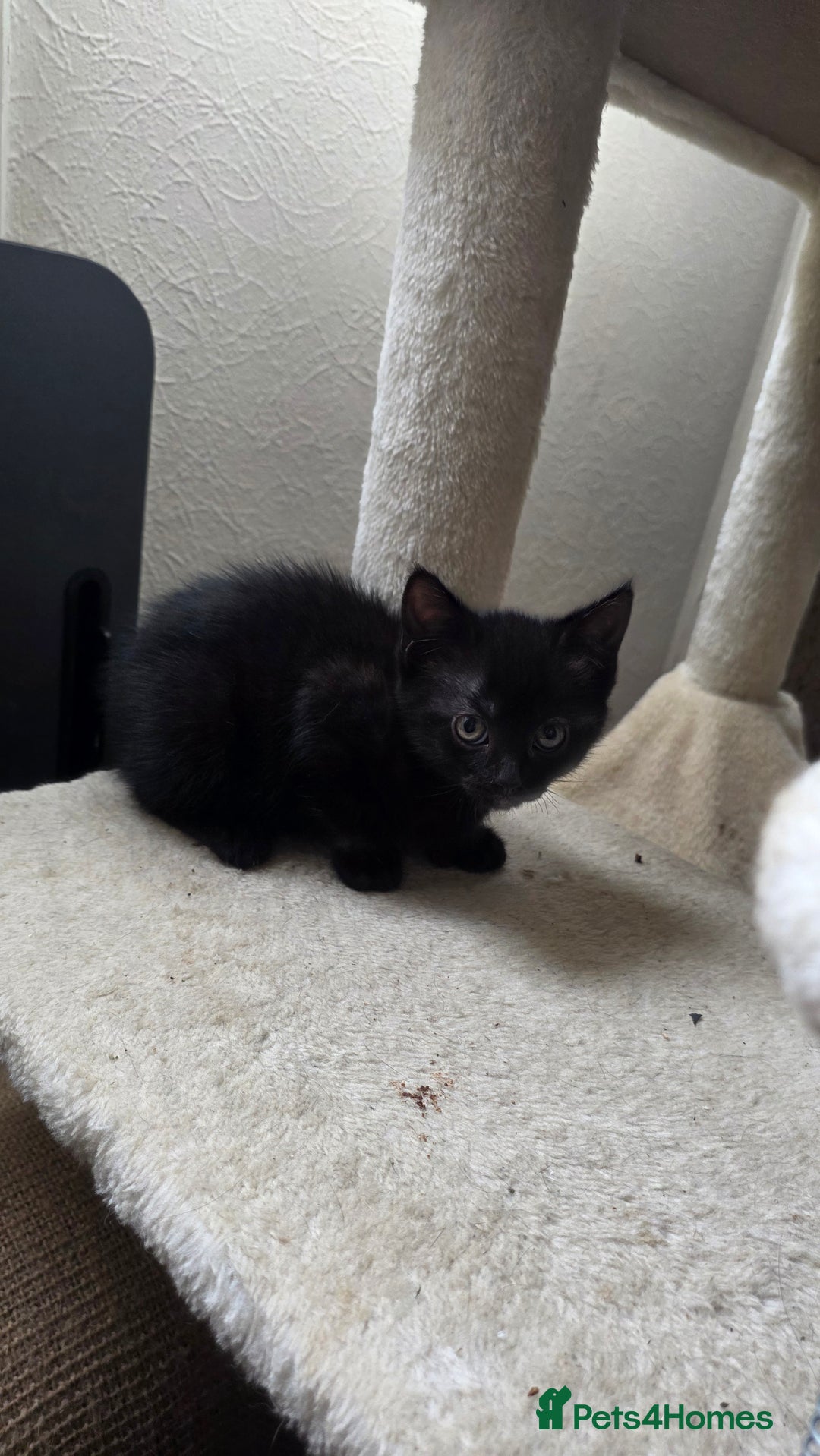 British Shorthair cats for sale: 4 beautiful kittens  - Image 3