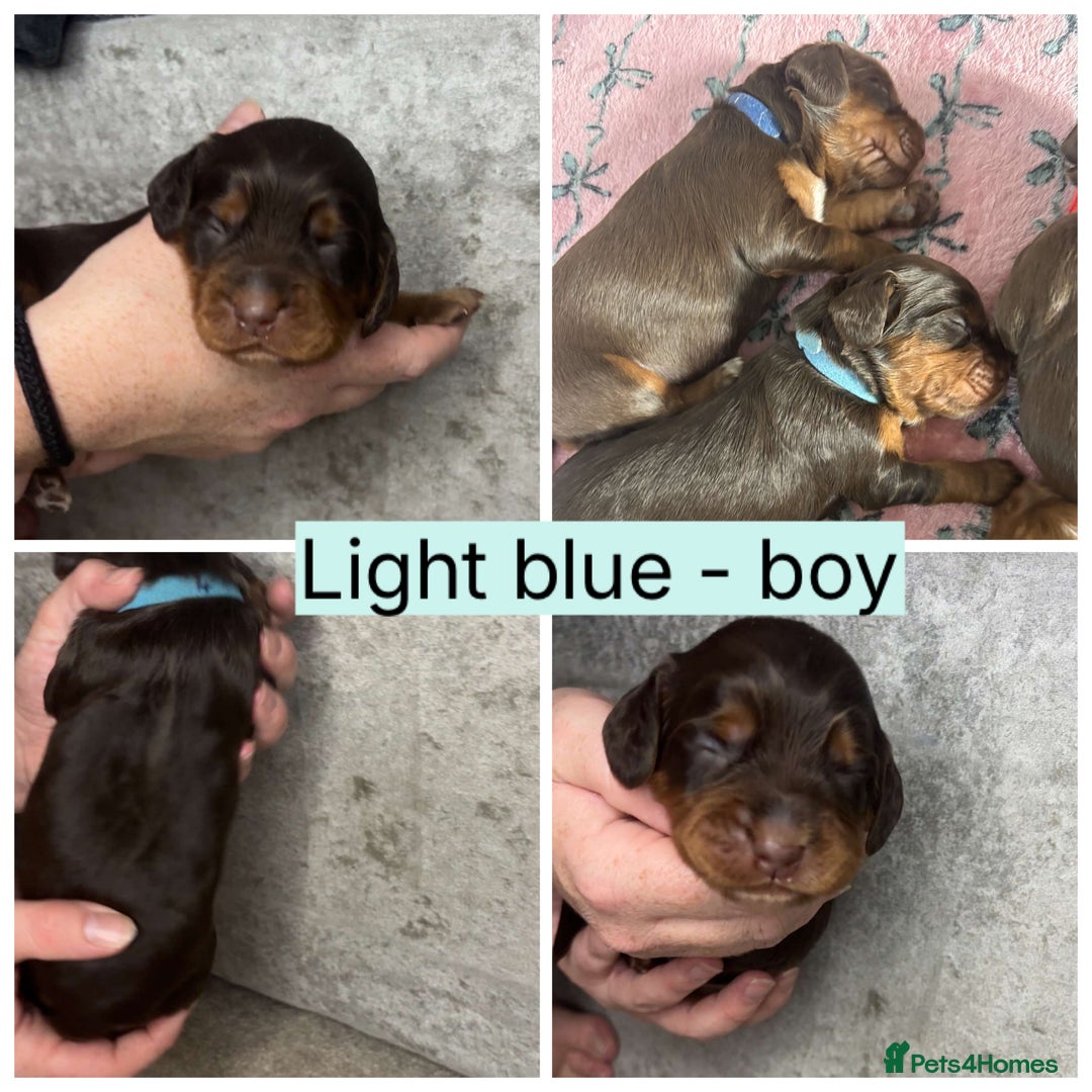 Cocker Spaniel dogs for sale: Beautiful litter - working cocker spaniels ❤️ - Image 7