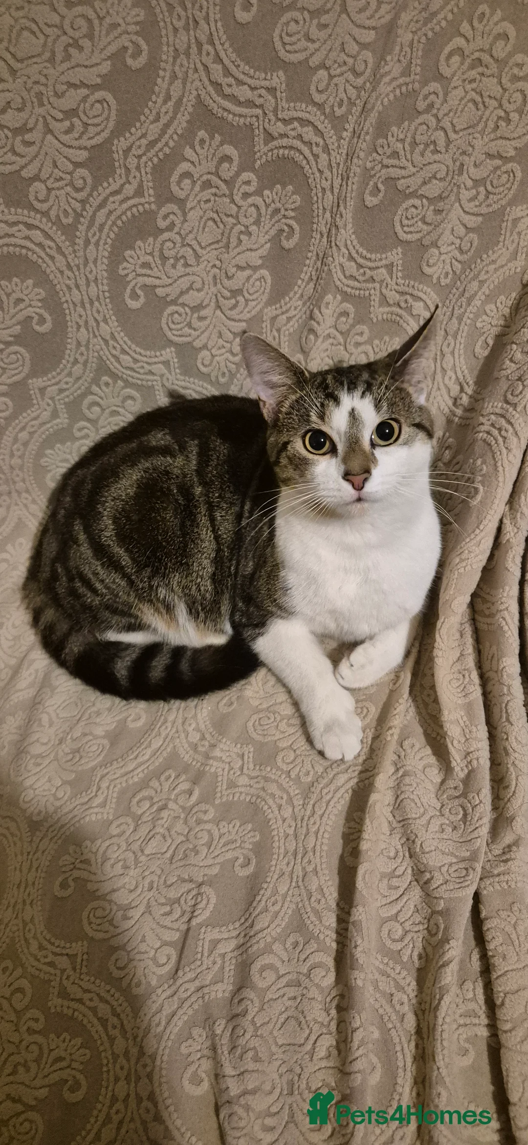 Tibetan cats for sale: Beautiful male cat - Advert 1