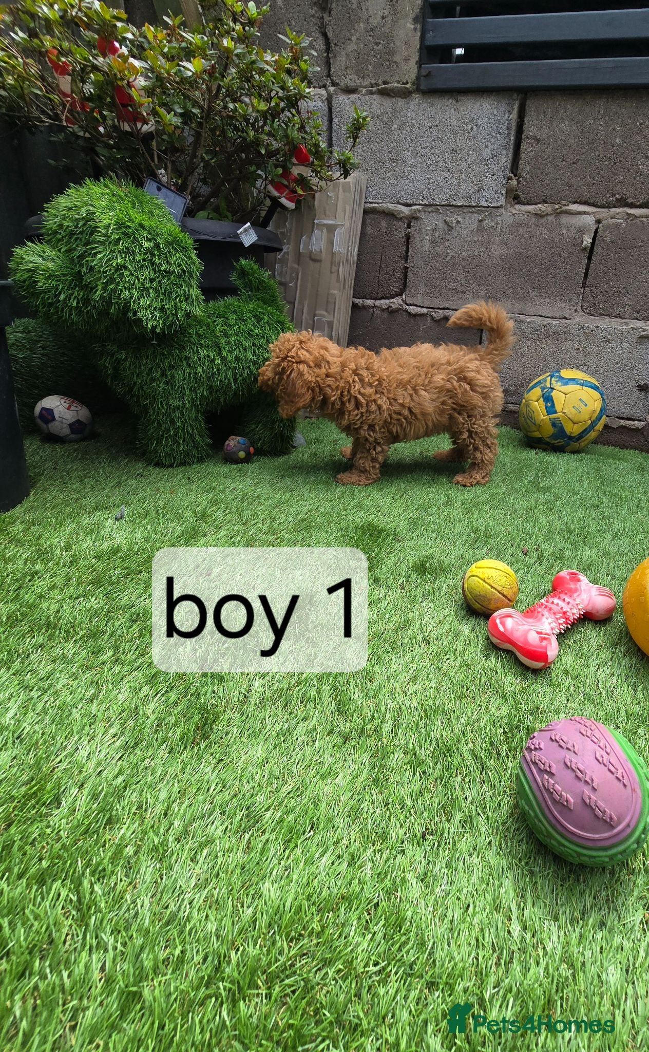 Cavapoo dogs BOYS ONLY cavapoo pups ready to leave  - Advert 2