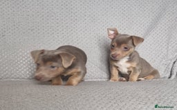 Jack Russell dogs for sale: Miniature jack Russell's only 3 available now - Image 12