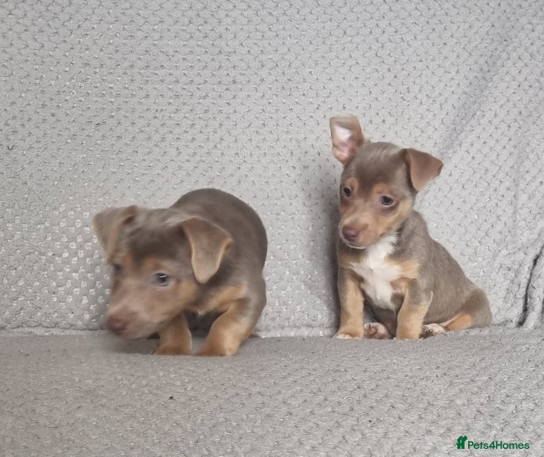 Jack Russell dogs for sale: Miniature jack Russell's only 3 available now - Image 12