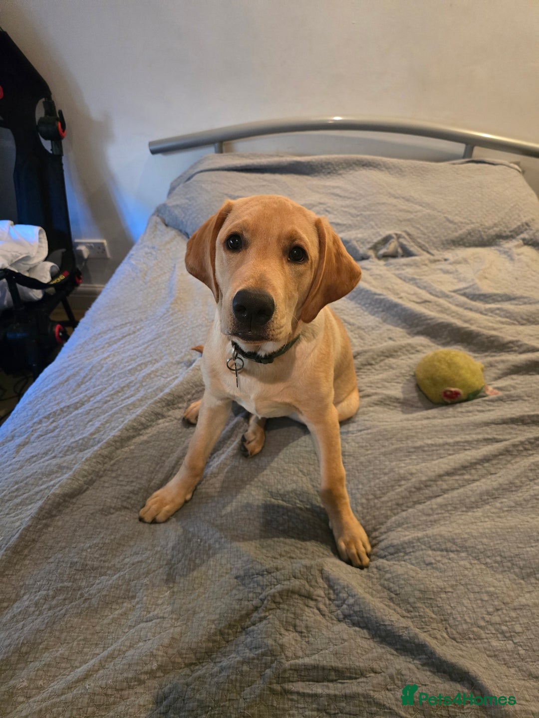 Labrador Retriever dogs for sale: 💛 Loving Home Wanted - Image 1