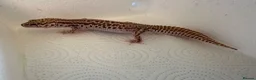 Leopard Gecko reptiles for sale: Leopard geckos for sale  in Nottingham - Advert 1