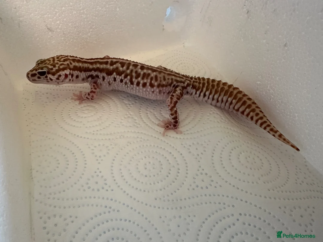 Leopard Gecko reptiles for sale: Leopard geckos for sale  in Nottingham - Advert 1