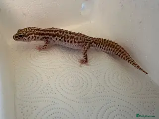 Leopard Gecko reptiles Leopard geckos for sale - Advert 3
