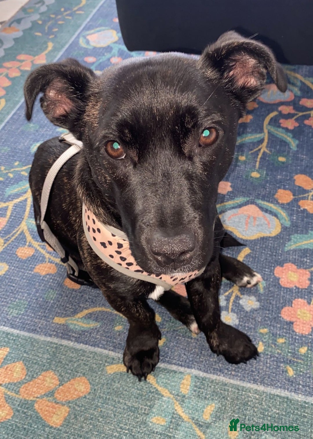 Mixed Breed dogs for sale: Lovely dog - Advert 3