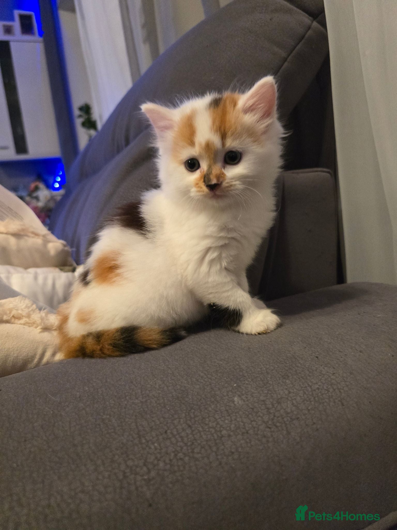 Mixed Breed cats White ginger and bronze fluffy girl - Advert 16