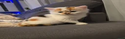 Mixed Breed cats for sale: White ginger and bronze fluffy girl - Advert 1