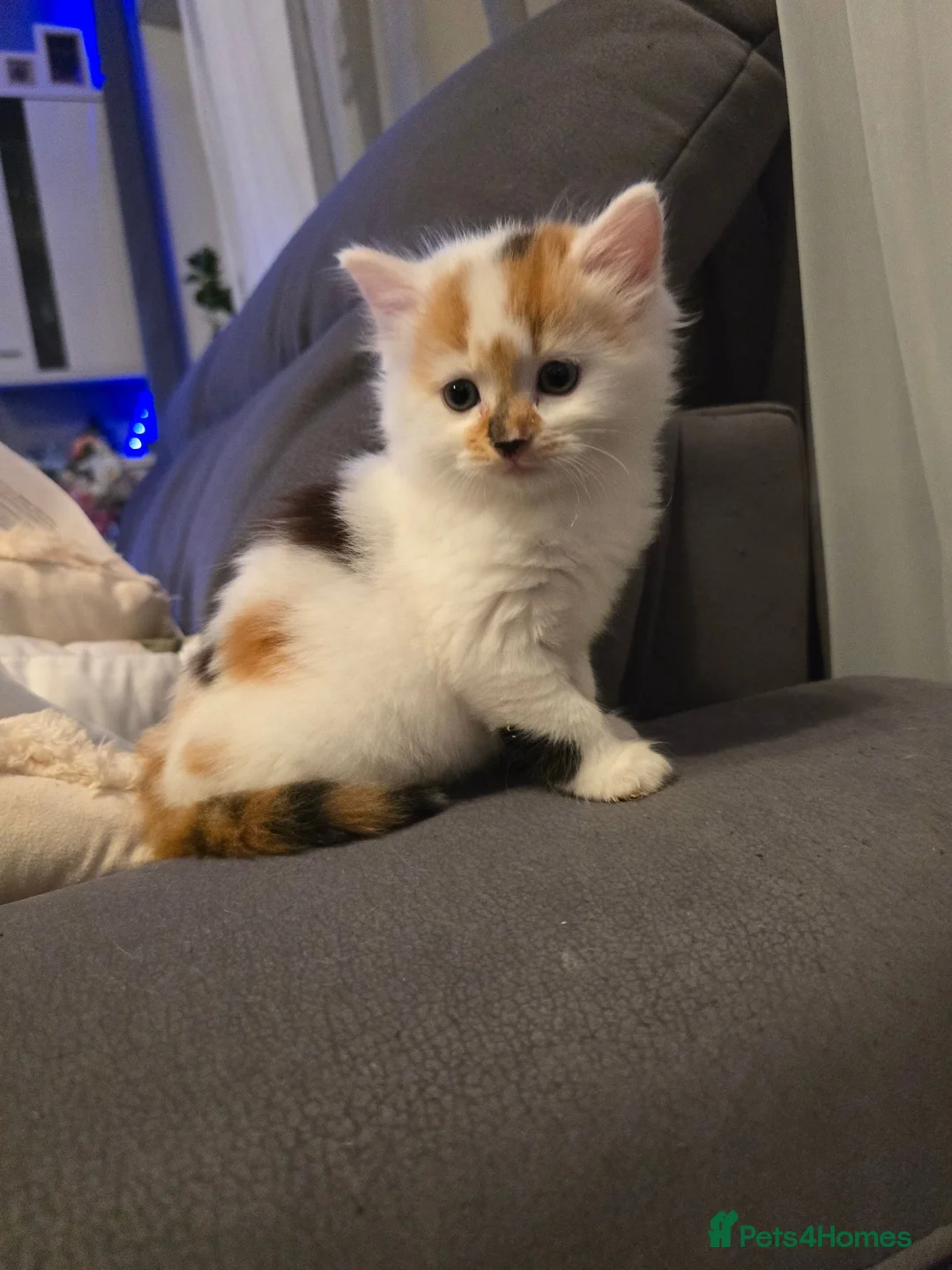 Mixed Breed cats for sale: White ginger and bronze fluffy girl - Advert 1
