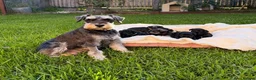 Miniature Schnauzer dogs for sale: Beautiful Pure Miniature Schnauzer Sweethearts  - Advert 1