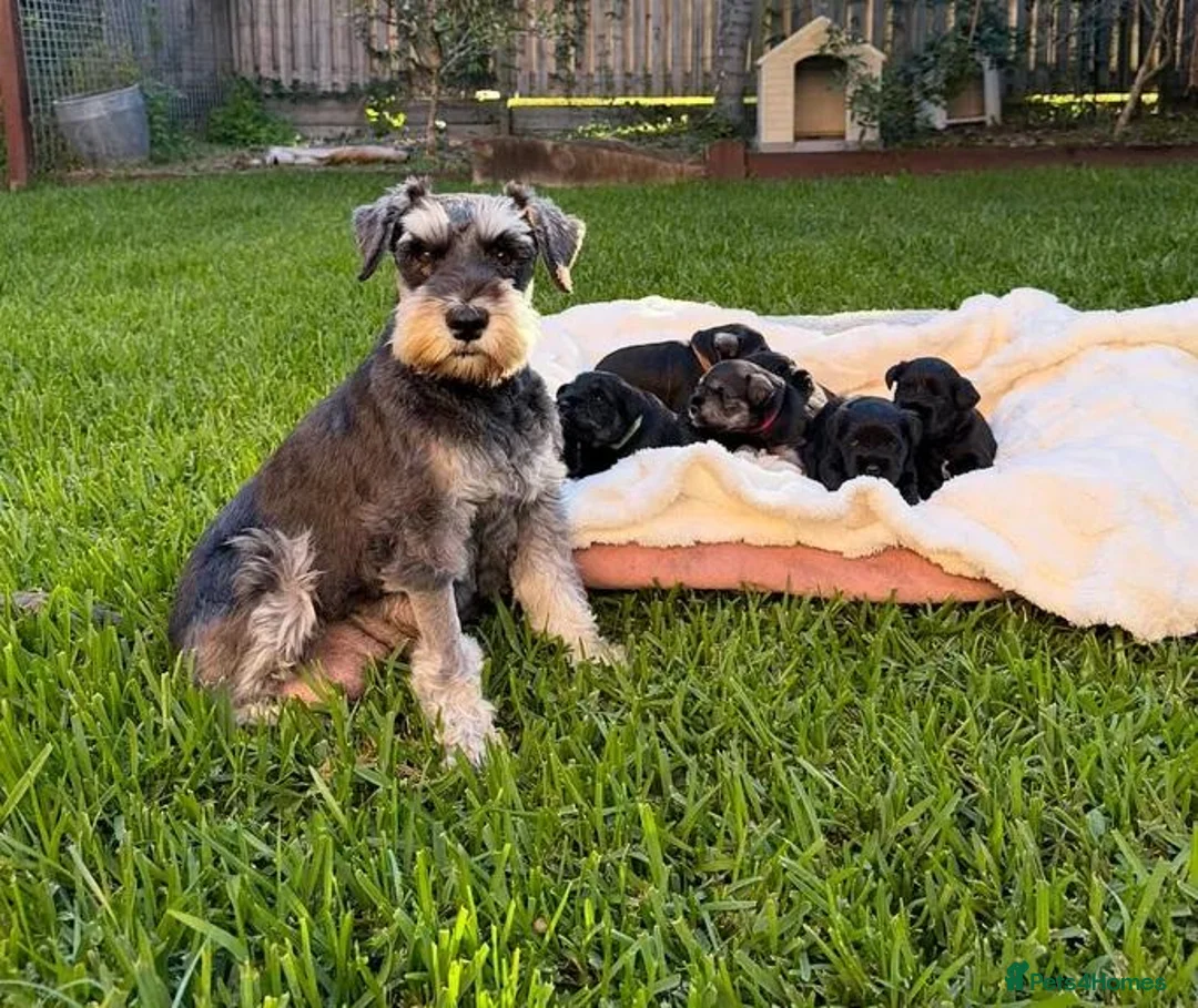 Miniature Schnauzer dogs for sale: Beautiful Pure Miniature Schnauzer Sweethearts  - Advert 1