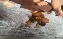 Mixed Breed dogs for sale: Chihuahua puppies £300 - Image 6