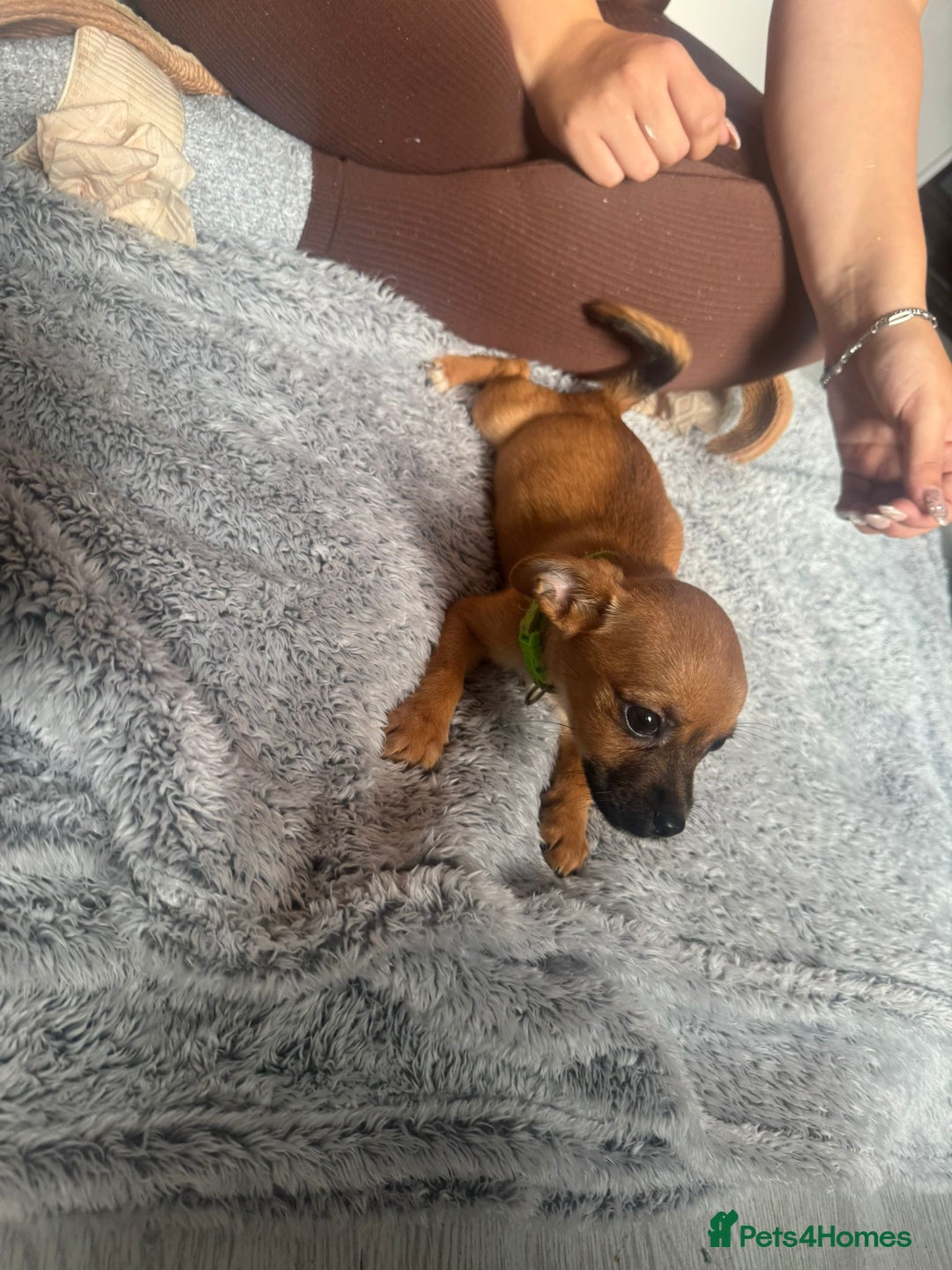 Mixed Breed dogs for sale: Chihuahua puppies £300 - Image 6