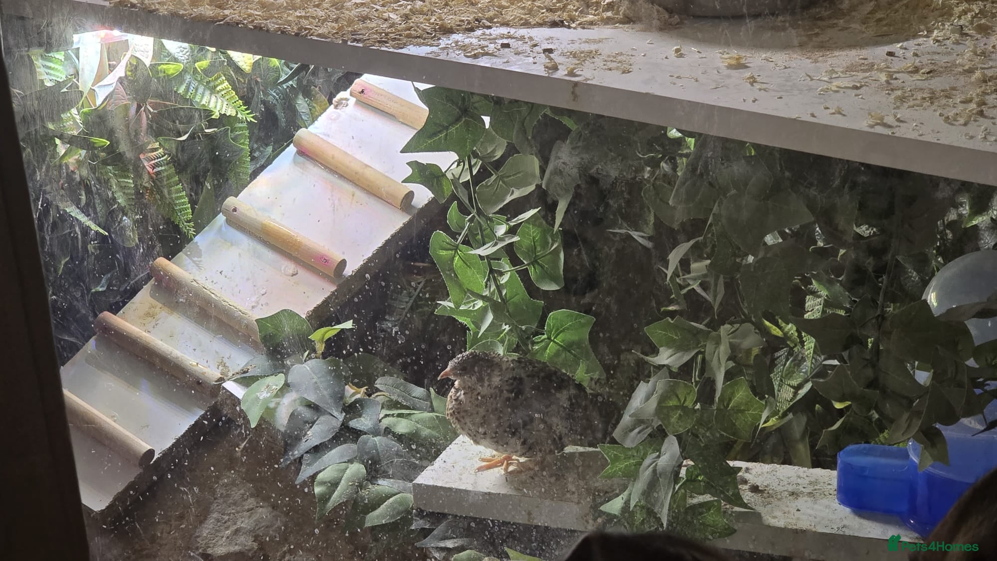 Quail poultry Chinese painted quail (button quail) CPQ - Advert 2