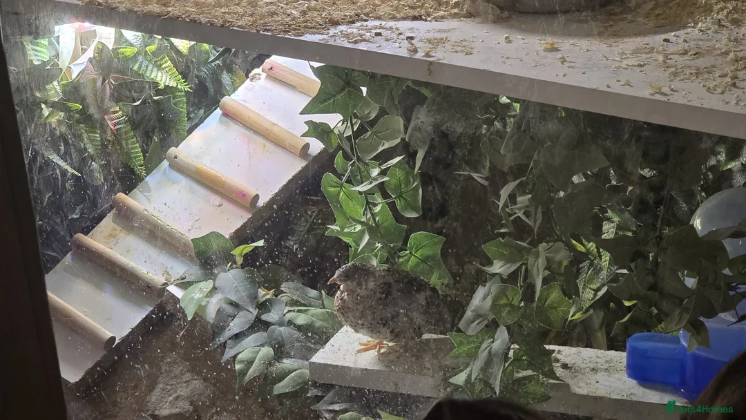 Quail poultry for sale: Chinese painted quail (button quail) CPQ in Croydon - Advert 1