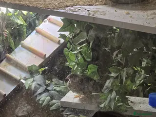 Quail poultry Chinese painted quail (button quail) CPQ - Advert 3