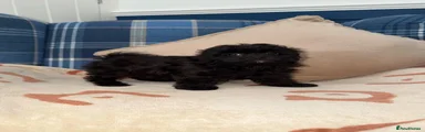 Shihpoo 2