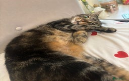 Domestic Shorthair cats for sale: Cleo needs a loving home - Image 3