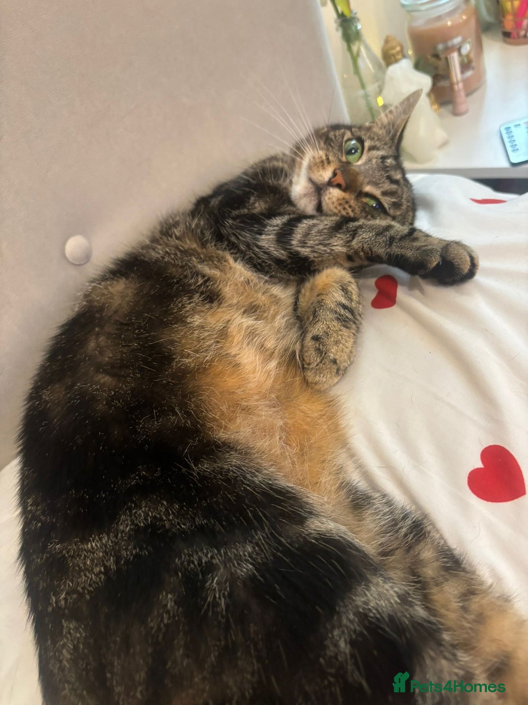 Domestic Shorthair cats for sale: Cleo needs a loving home - Image 3