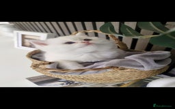British Shorthair cats for sale: GCCF Chunky Silver tipped health tested parents - Image 23
