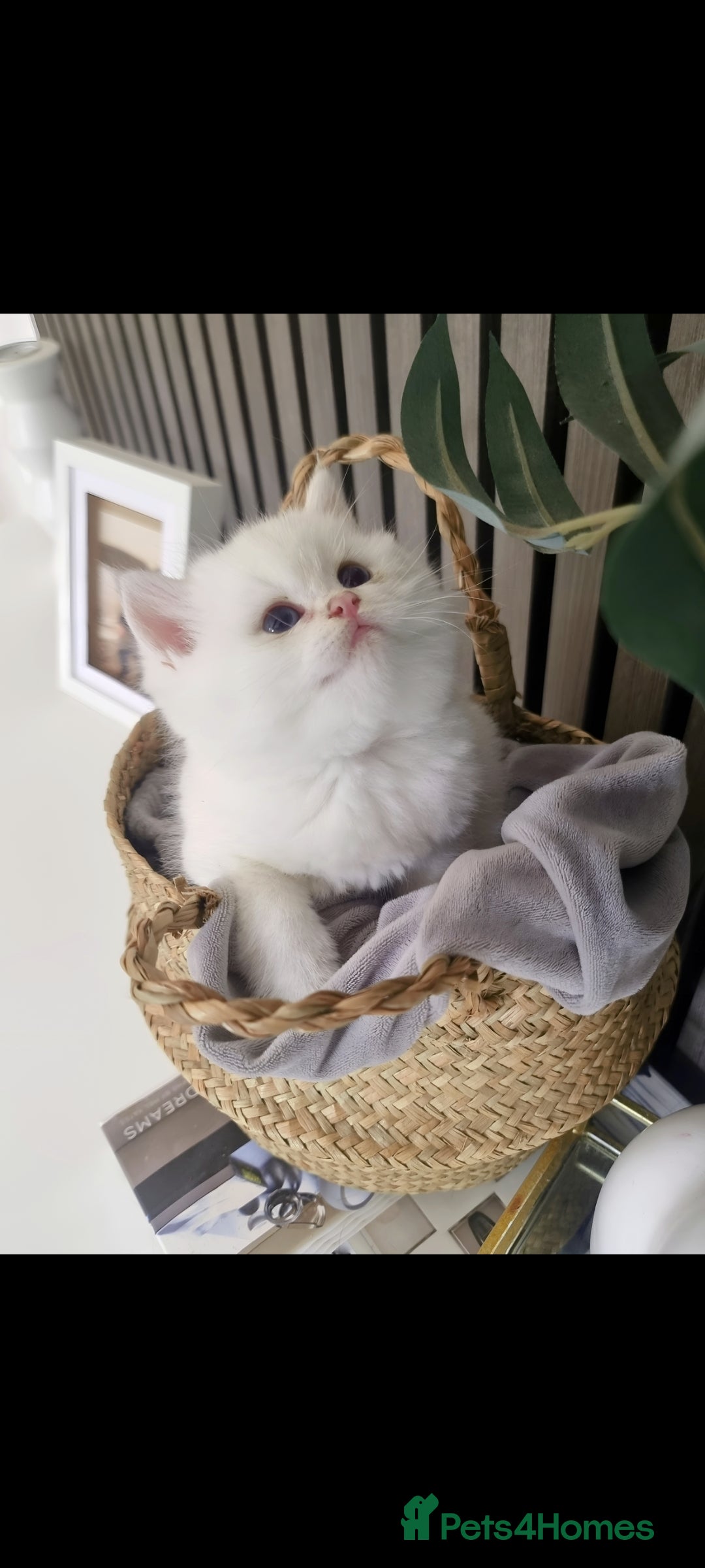 British Shorthair cats for sale: GCCF Chunky Silver tipped health tested parents - Image 23